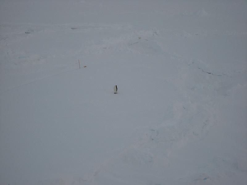 Penguin standing on transect area.jpg